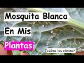 Eliminar Mosca Blanca Fácil | Desierto Verde