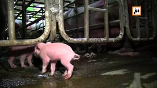 ARIWA: Deutschlands Schweinezuchtindustrie / German Pig Farms