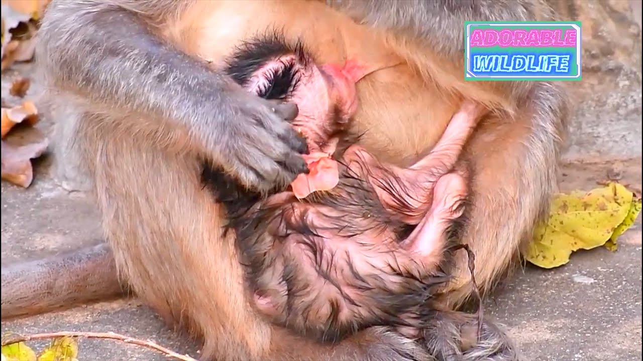 Adoorable newborn baby monkey really needs much milk with the best care of mom