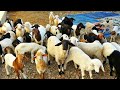 12 خروفة أنجبت 40 خروف مشاء الله عشاق سلالة الدمان mp3