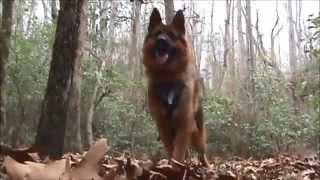 K9 Containment Techniques for Police Patrol Officers