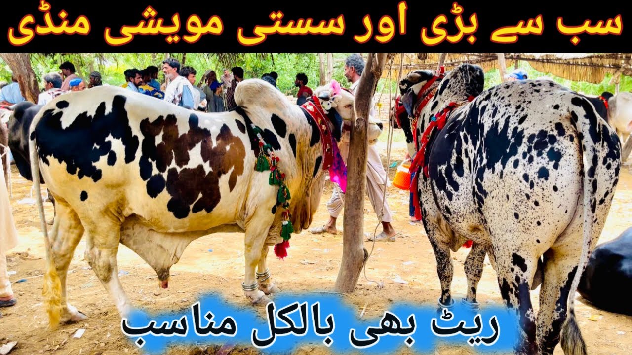 Saindad Rind Saindad Cow Mandi 2023 Price Updates with Bargaining | Cattle Market ...