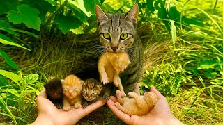 картинка: Я в шоке! 🐱 Кошка-мама дала котёнка в руку, и дальше меня поразило…😱❤️