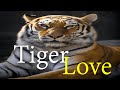 &quot;Tiger Lover&quot;: A Must Watch For All Animal Lovers!