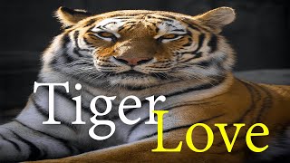 &quot;Tiger Lover&quot;: A Must Watch For All Animal Lovers!