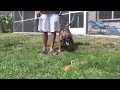 Bark on Command - to scare people off or as a trick! Bark on Command - to scare people off or as a trick!