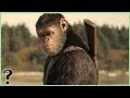 What If Apes Evolved Past Humans?