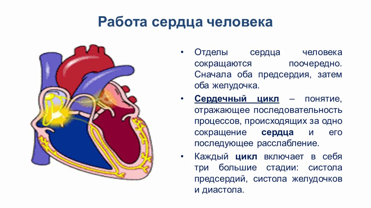 Сердце и кровообращение 8 класс