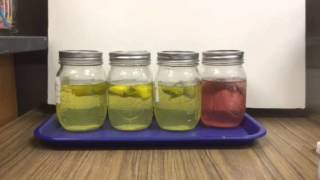 Mountain Dew Mouse Experiment Day 18