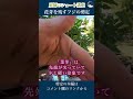 ㊗️2.8万回視聴 フジ／花芽と葉芽の見分け方　 #庭木の手入れ#剪定方法 #フジ #庭木の管理 #庭木剪定