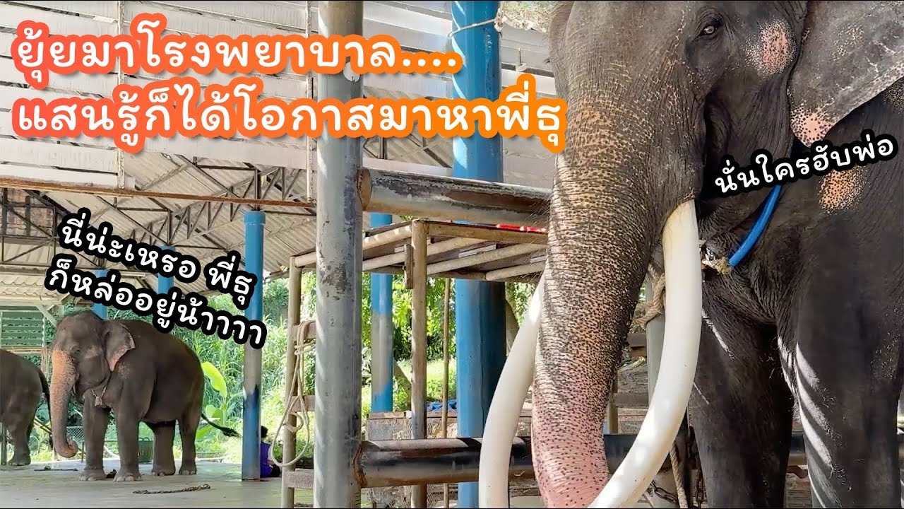 ตามติดชีวิตช้าง Daily Live วันเสาร์ 26 ต.ค. 2567 ยุ้ยและแสนรู้มาโรงพยาบาล มาเจอพี่ธุพอดี