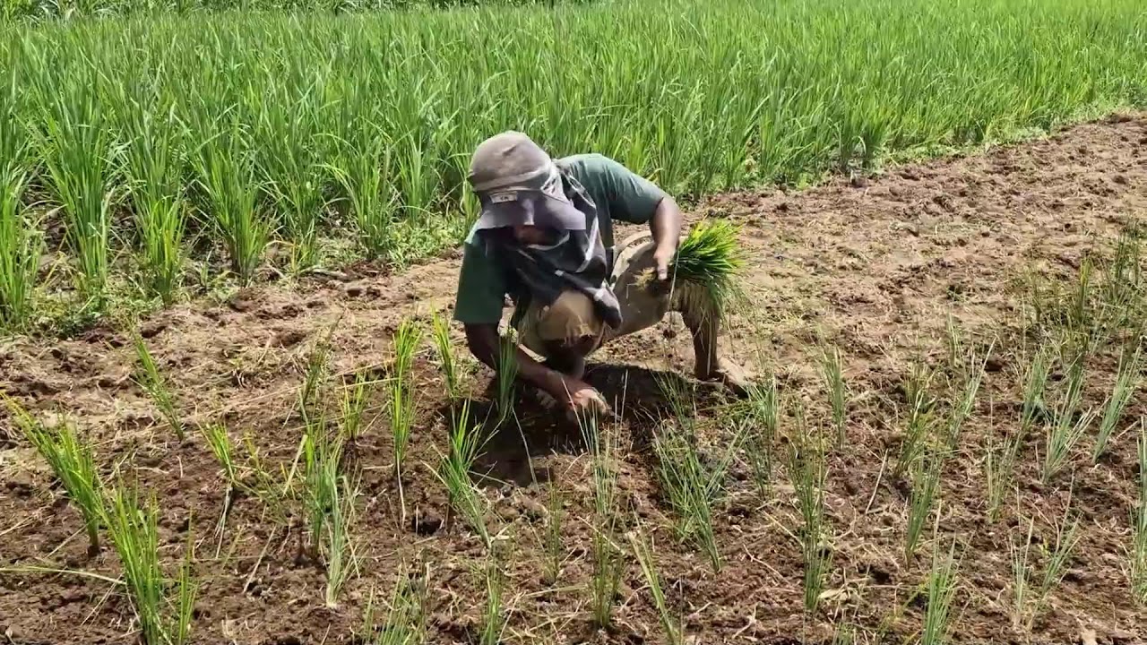 AMAZING FARMERS PLANTING RICE BY HAND WITHOUT ANY TOOLS ON DRY LAND! -Agriculture Farming