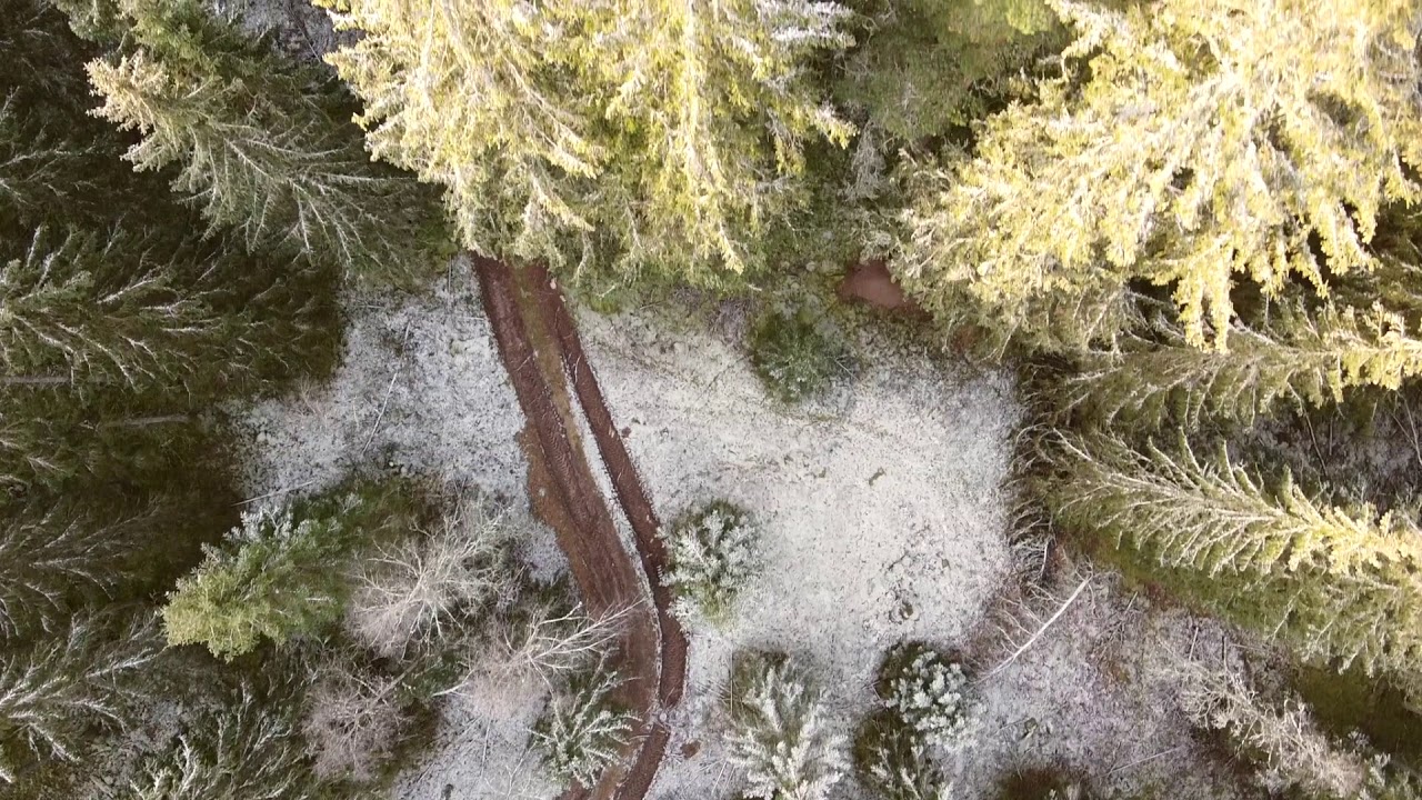 Avkopplande svensk vinterskog