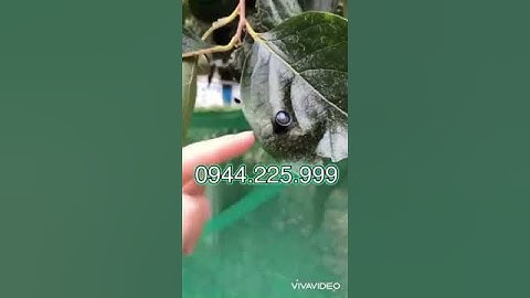 Camera mini siêu siêu nhỏ kết nối không dây mới nhất 2024