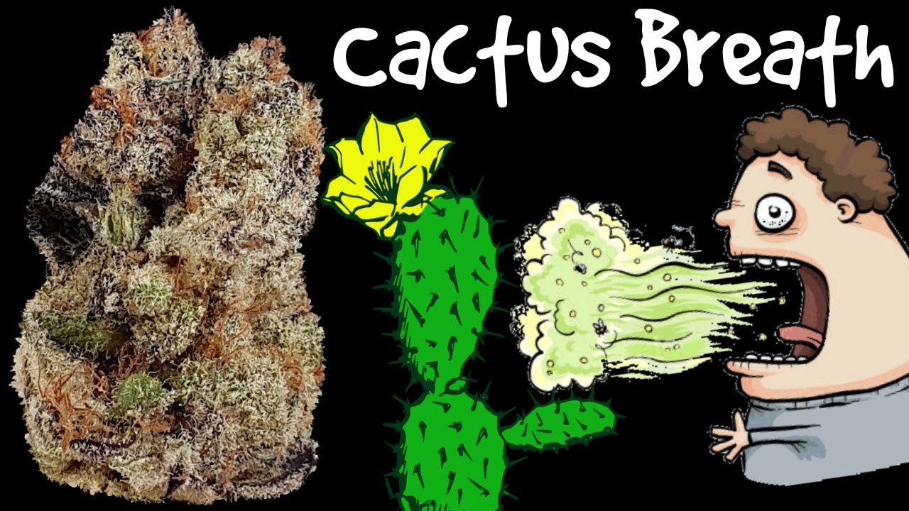 Cactus Breath OFFICIAL Strain Review