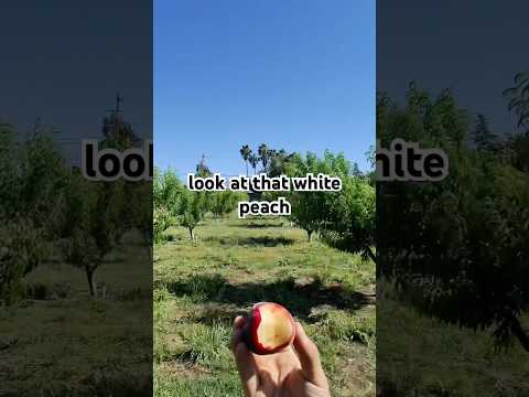 Picking white peaches with farmer Barbara at the urban edge farm in Brentwood California.