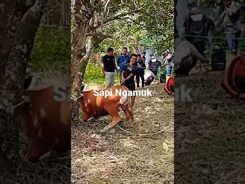 Sapi Qurban Ngamuk