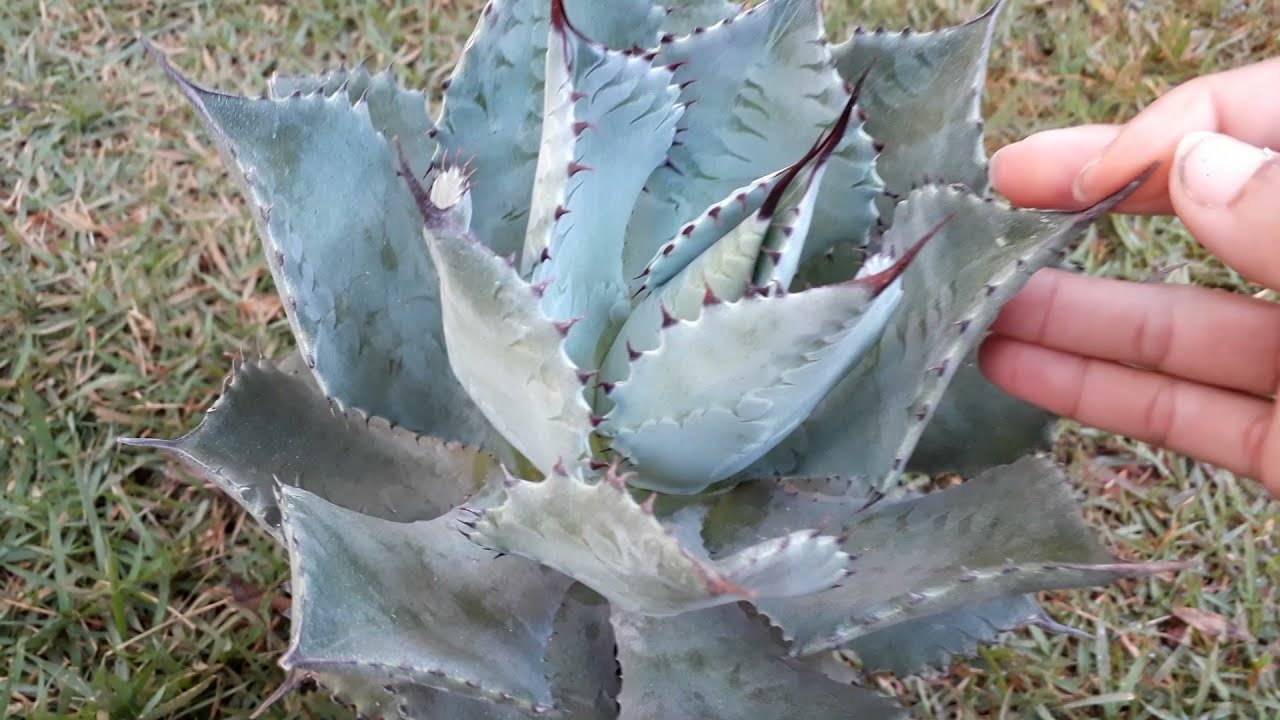 Agave parryi truncata