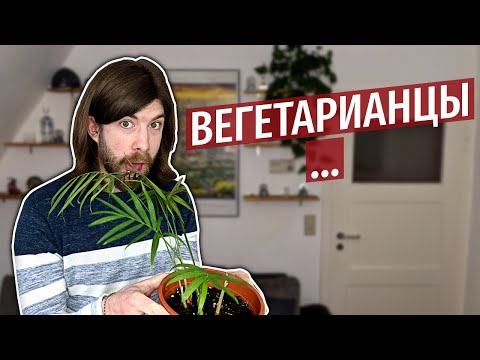 Как вести дискуссию с вегетарианцами - Часть 1