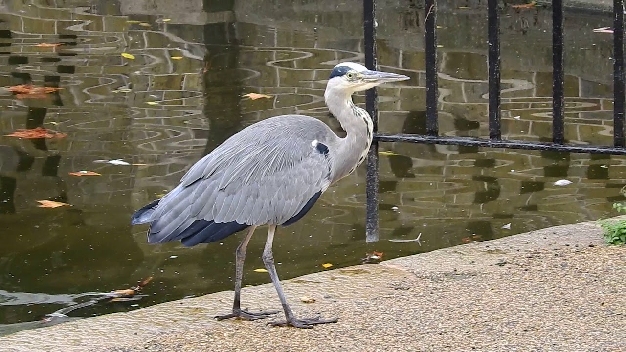 Grey Heron On The Prowl Youtube Grey Heron On The Prowl Youtube