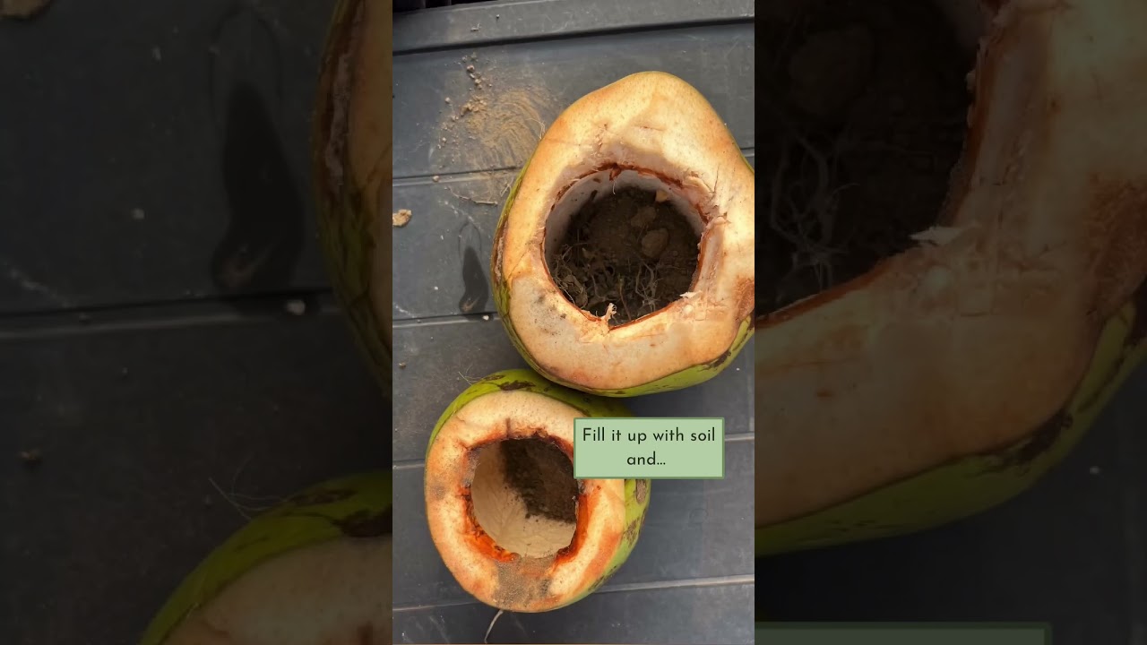 DIY Composting: Turn Kitchen Scraps into Nutrient-Rich Soil