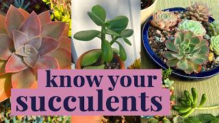 6 Succulents You Need to Know | Complete Care Guide screenshot 4