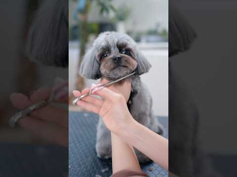 お耳を短くイメチェンしたら・・・✂️