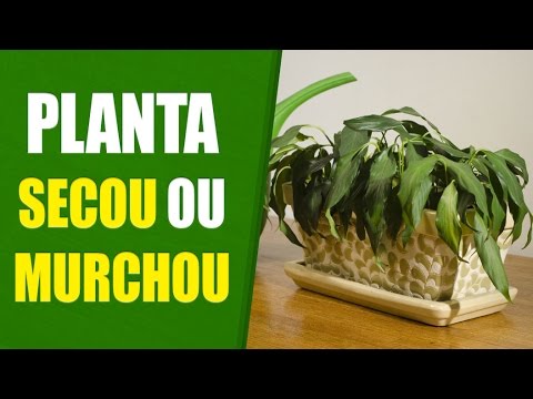 A Sua Planta SECOU ou MURCHOU? Descubra Por que Isso Acontece... - thptnganamst.edu.vn