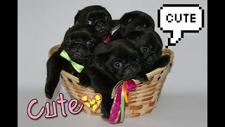 Cutest Black Pug Compilation | Pugs Daily Ep08