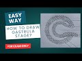 How to draw GASTRULA stage | Developmental Biology