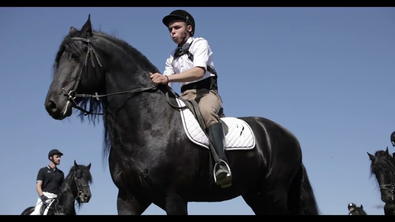 Frizijski konji Mirela Belegis 2022