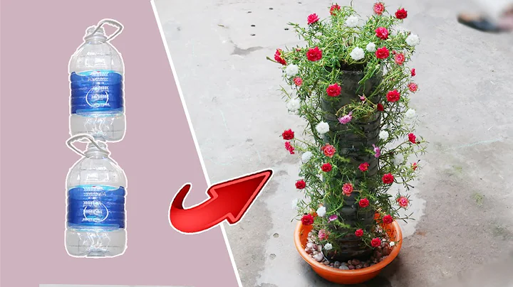 Smart Ideas to grow portulaca grandiflora, moss rose from cuttings in Plastic Bottles | garden ideas