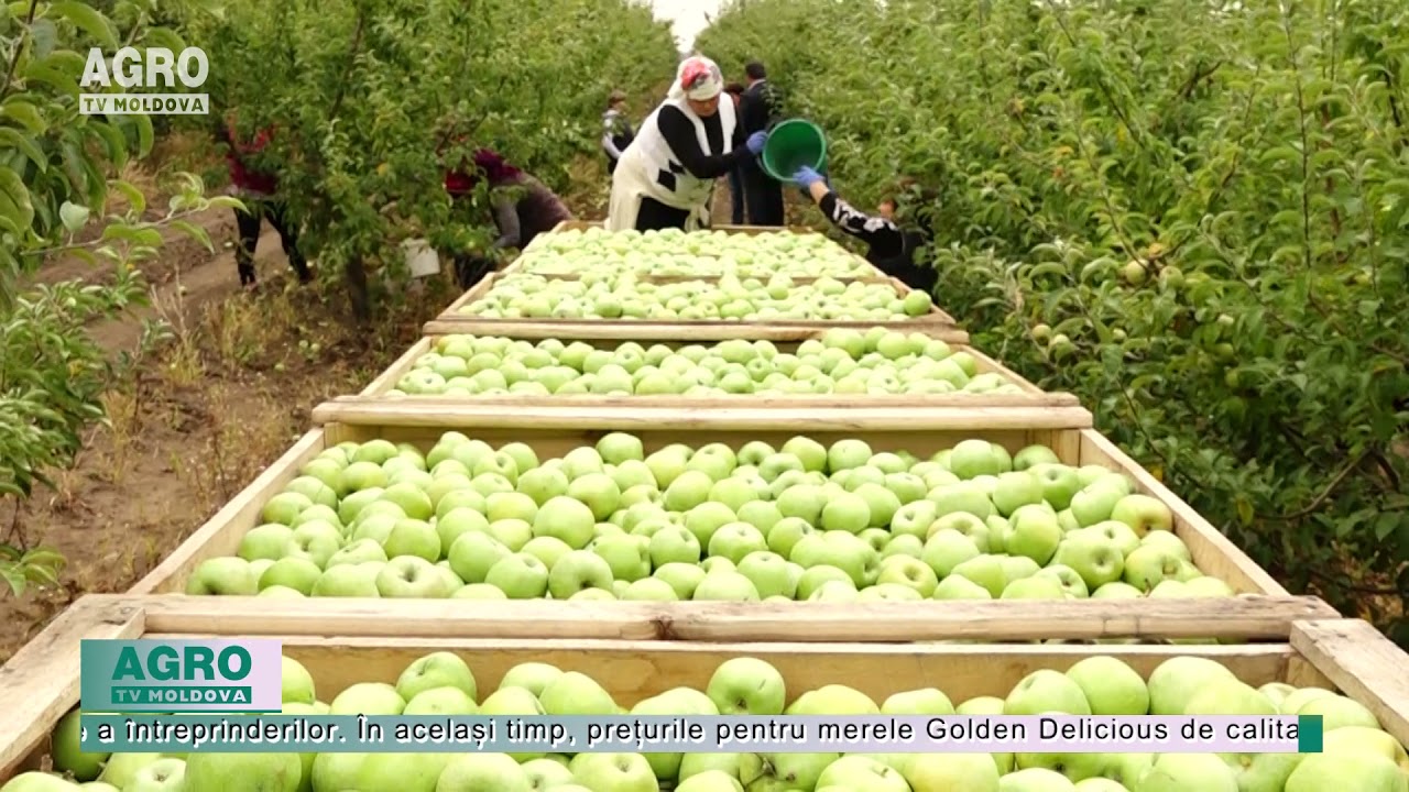 Recolta de mere Golden Delicious, mai mare în acest an – AGRO TV News