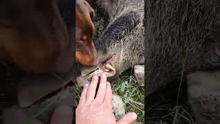 118Kg Pour Ceux Magnifique Sanglier Jagdterrier