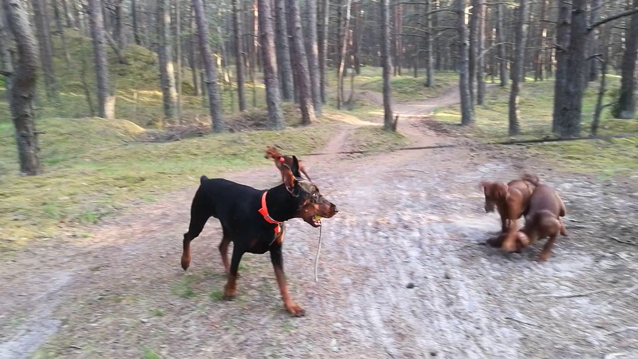 Andbeker German Pinschers and friends YouTube