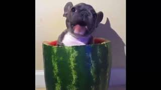 this puppy eating watermelon while inside a watermelon is my new favourite thing