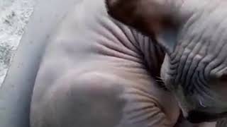 Fi̇ravun Misir Kedi̇si̇