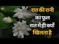 रात की रानी का फूल रात में ही क्यों खिलता है? जानें इसका रहस्य ?