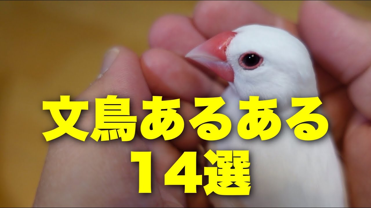 文鳥あるある14選 可愛い文鳥さんがやりがちなこと Youtube