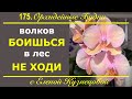 Особенная пересадка особенной орхидеи фаленопсис Сапорита. Продолжение