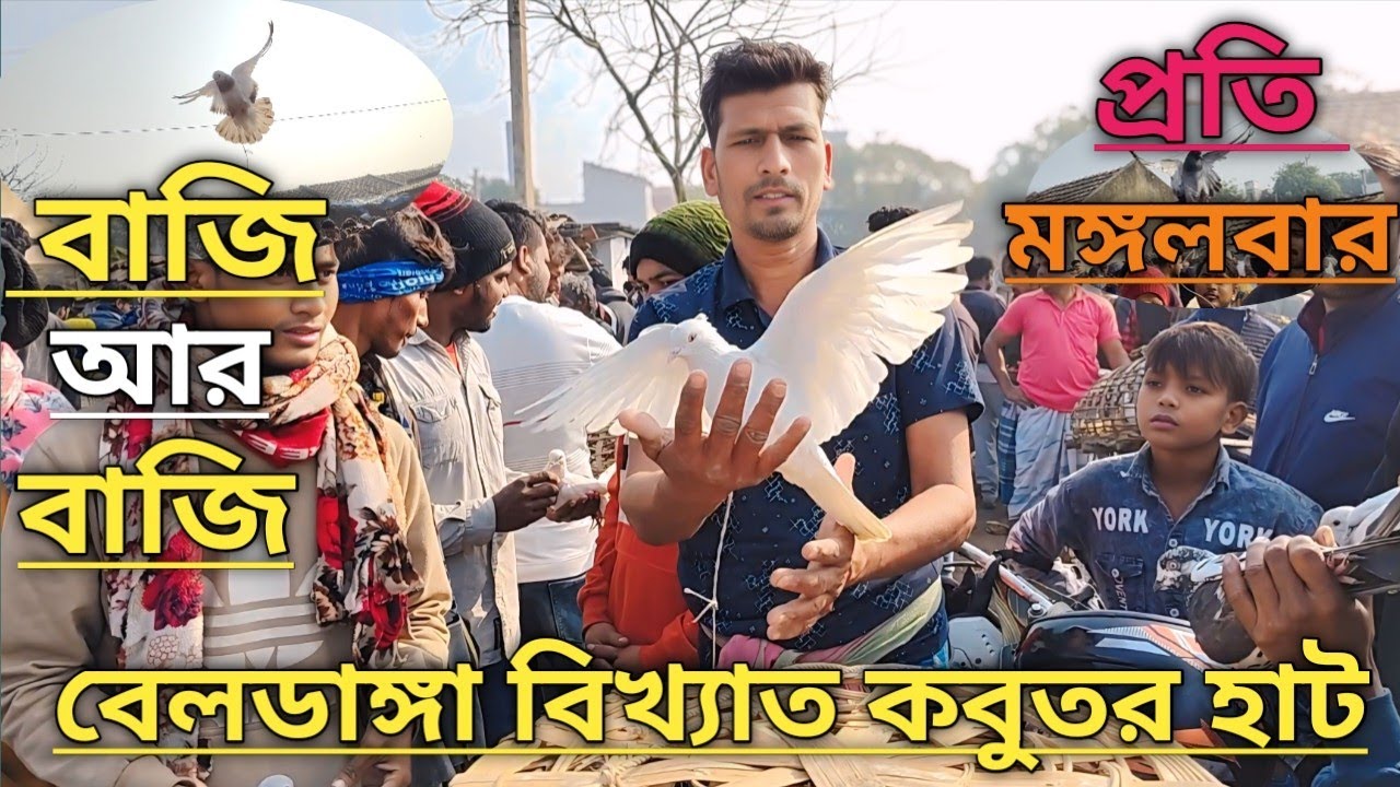 ২০২৫ বছরের প্রথম হাট বেলডাঙ্গা কবুতর হাট The first hat of 2025 is the famous pigeon hat in Beldanga