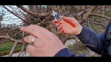 Neglected CHERRY tree Pruning, how to prune an old cherry tree the right way,