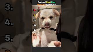 Ranking best Dog dancing moments #shorts #funny #dogs