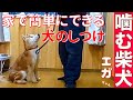 【飼育放棄 噛む柴犬飼育放棄エガちゃん】家で簡単にできる犬のしつけ（主従関係） #StayHome