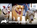 Qual desses Pit bulls você adotaria? | Pit bulls e condenados | Animal Planet Brasil