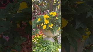 Tienes rincones oscuros en tu jardín? Descubre las plantas que lo harán brillar #mipequeñogranjardin