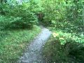 Aira Force Waterfalls Walk