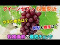 クイーンセブンが収穫間近 今年の着色はどうか? 房型・糖度は? 収穫前の最終チェックを行いました