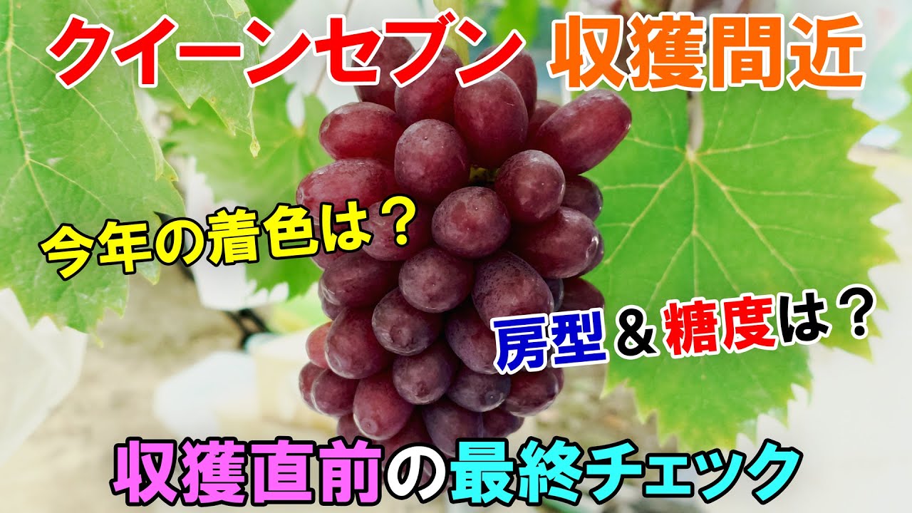 クイーンセブンが収穫間近 今年の着色はどうか? 房型・糖度は? 収穫前の最終チェックを行いました