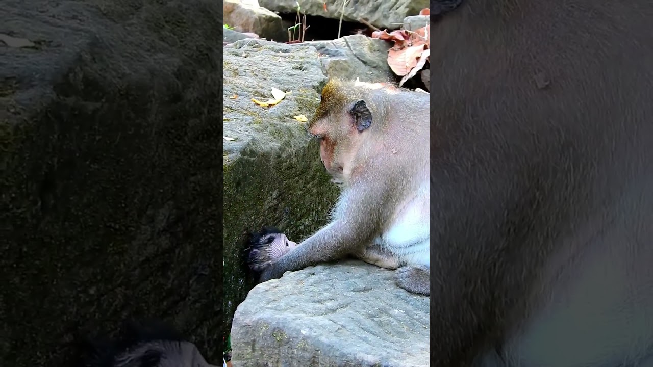 Best action of cute Jagger baby hugs mum ask for milk delicious and feeling 